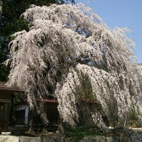 青屋神明神社の枝垂れ桜